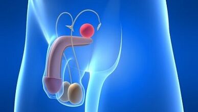 Schmierung bei Männern während der Aufregung, was es ist